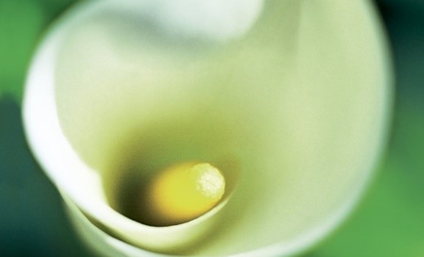Finding our breath: a 12-week caregiver respite community