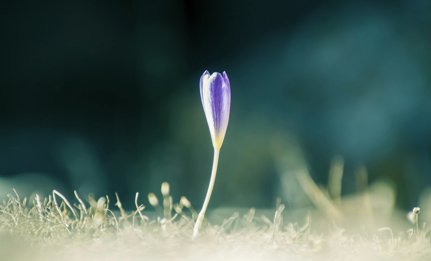 Circle of Presence: Political Grief Support Group