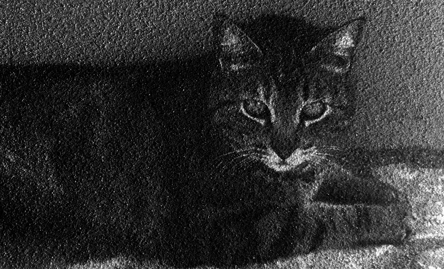 Anima in Ash,  Consultation Hour for Pet Loss